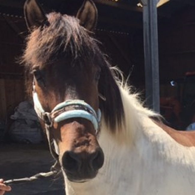 Vegas - Equidé Poney à adopter