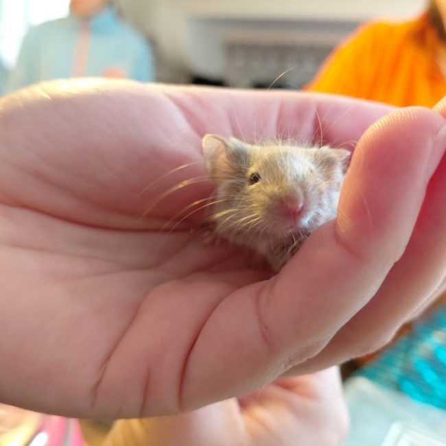 Valence - Rongeur Souris à adopter