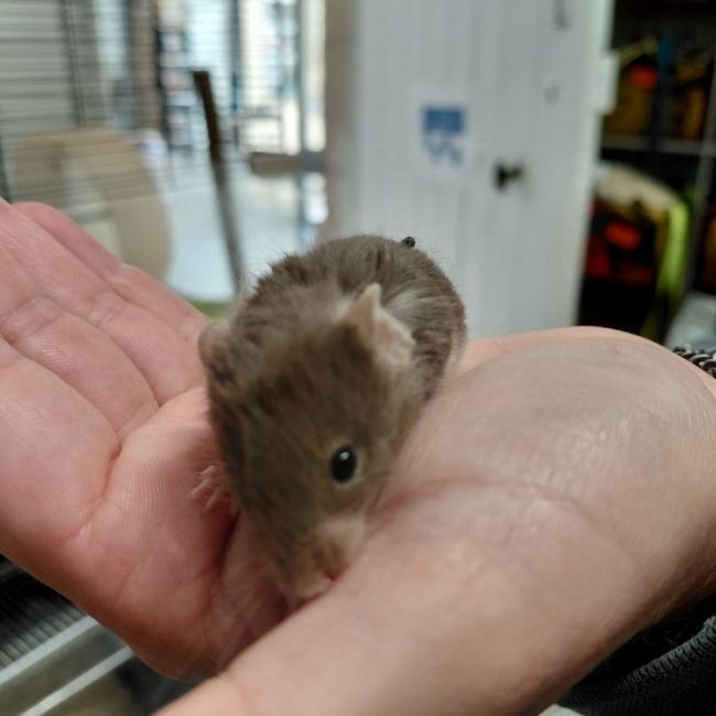 Colline - Rongeur Souris à adopter