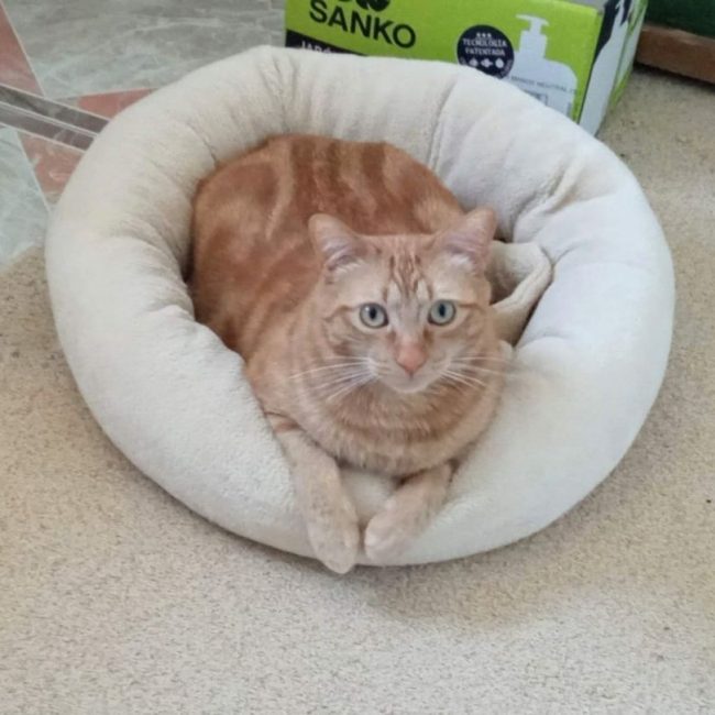 PIRATA - Chat à adopter