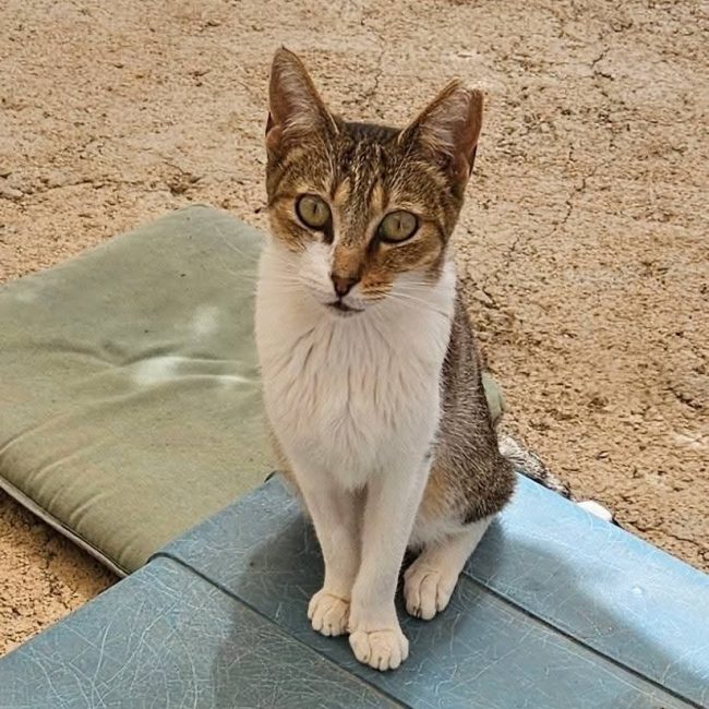 LIZZIE - Chat à adopter
