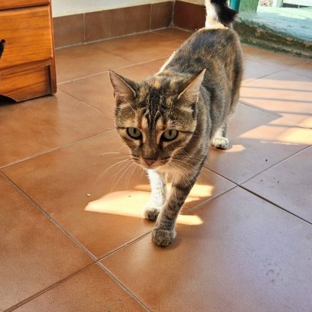TALI - Chat à adopter