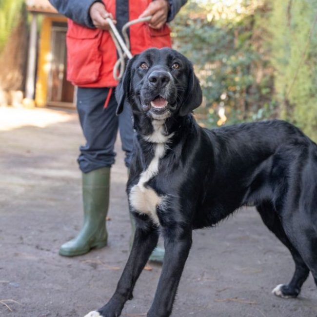 Bubu - Chien à adopter