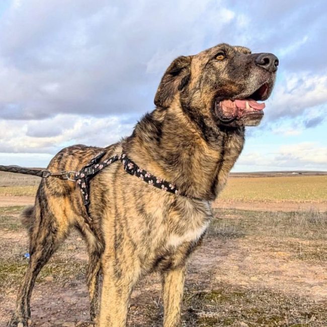 Thor - Chien à adopter