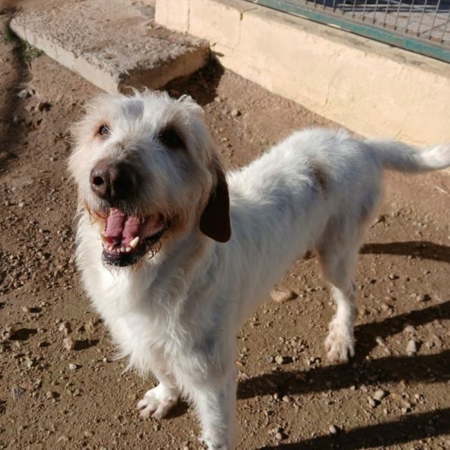 Luho - Chien à adopter