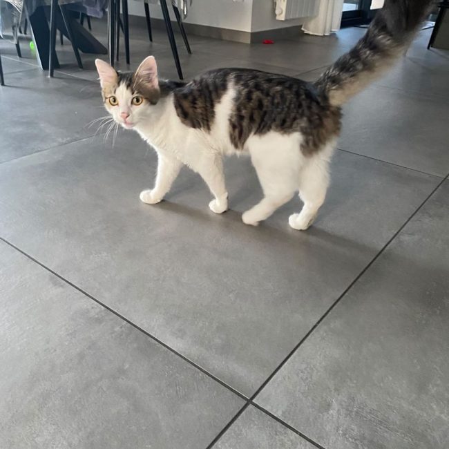 Louis - Chat à adopter