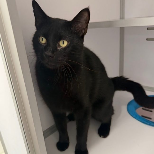 John - Chat Européen à adopter