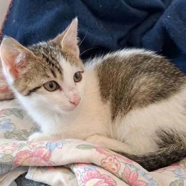 Mouss - Chat Européen à adopter