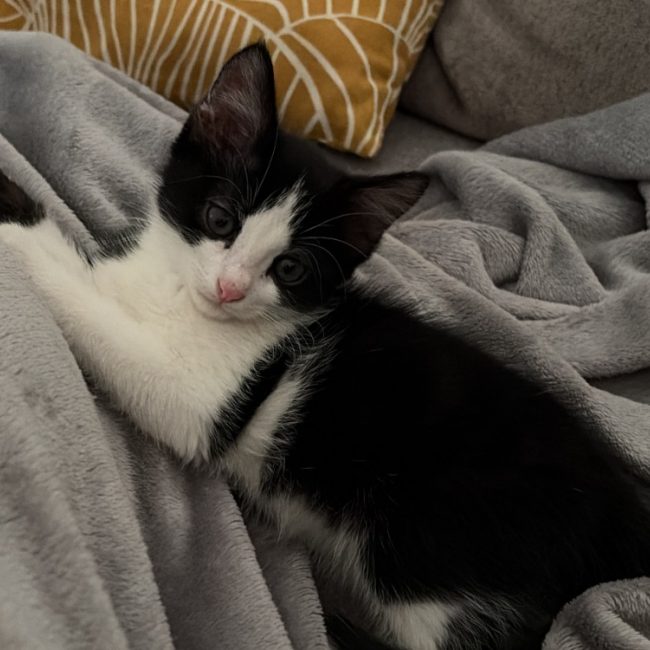 Poopy - Chat Européen à adopter