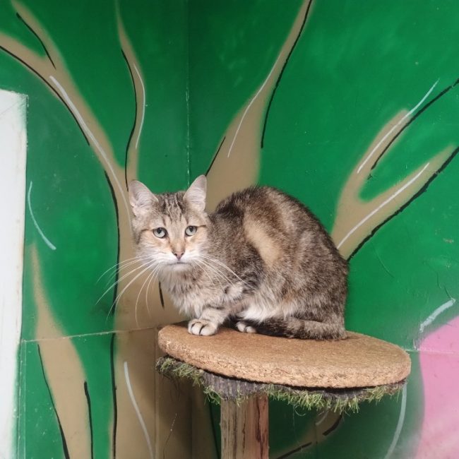 Poufinou - Chat Européen à adopter