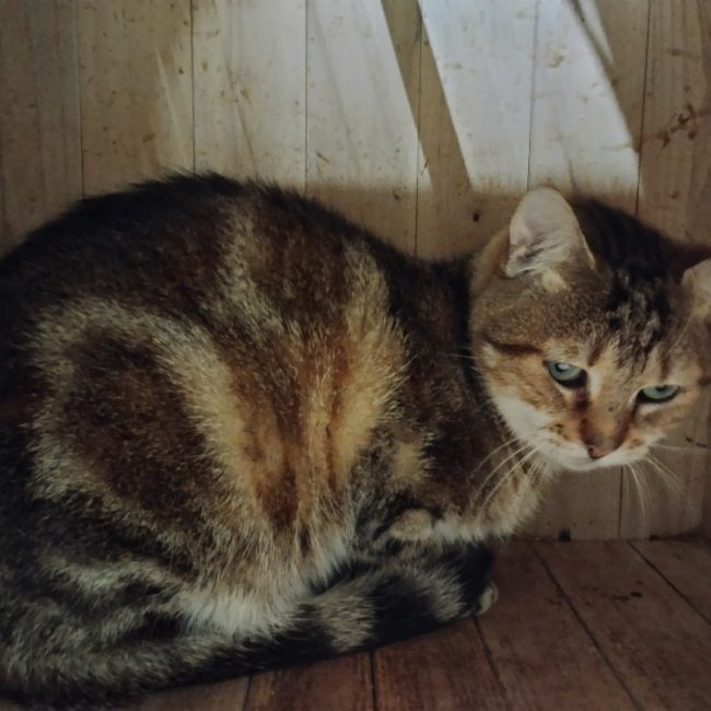 Pouf - Chat Européen à adopter