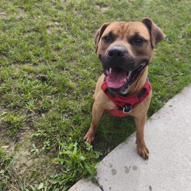 Kesako - Chien Bouledogue Américain à adopter