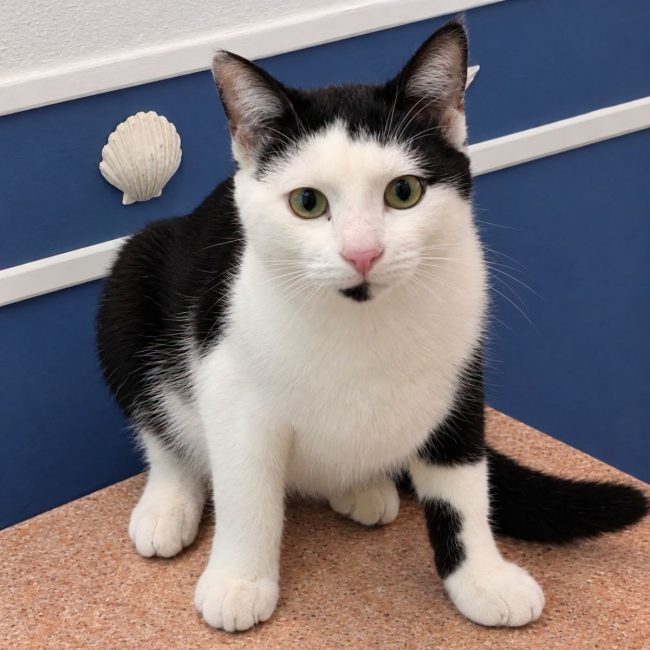 Cuba - Chat Européen à adopter