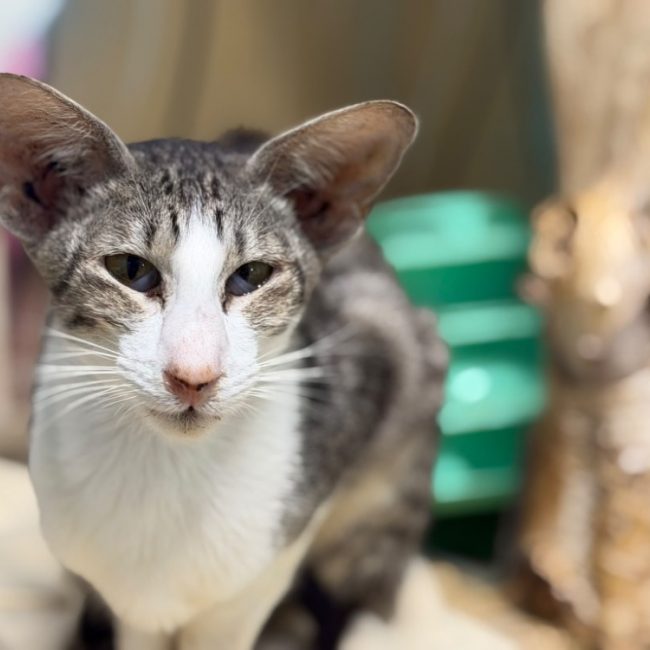 Vanora - Chat à adopter