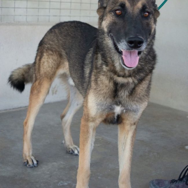 Kovu - Chien à adopter