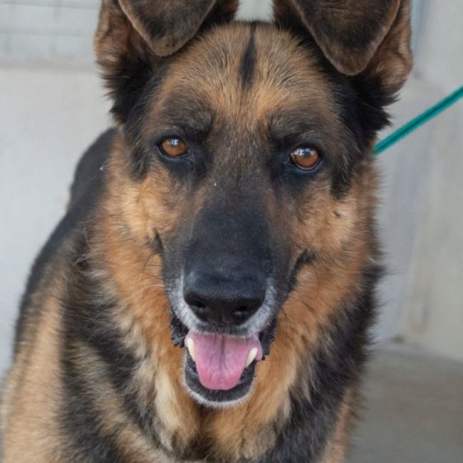 Rey - Chien Berger Allemand à adopter