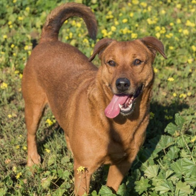 Tayson