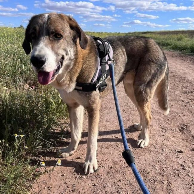 Orion - Chien à adopter