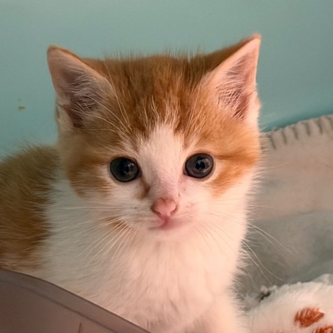 Butternut