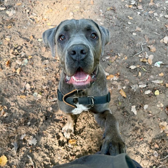 A'floky - Chien Cane Corso à adopter