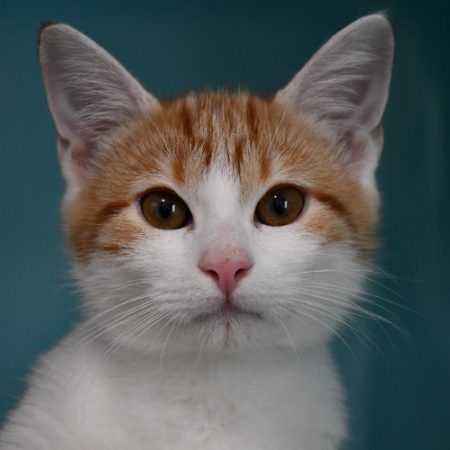 Doby - Chat Européen à adopter