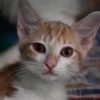 Astro "en cours de d'adoption"