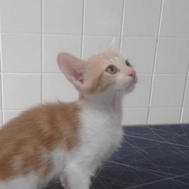 Astro