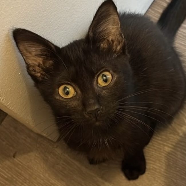 Sepia - Chat Européen à adopter