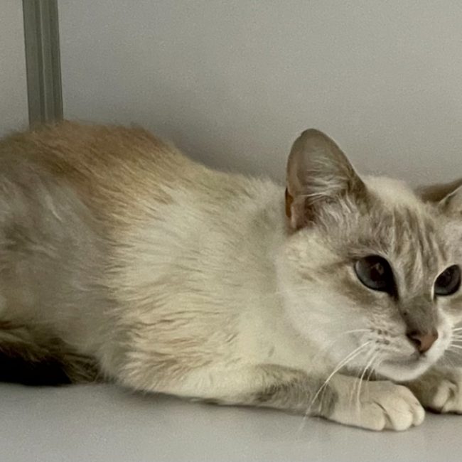 Papillon - Chat Européen à adopter