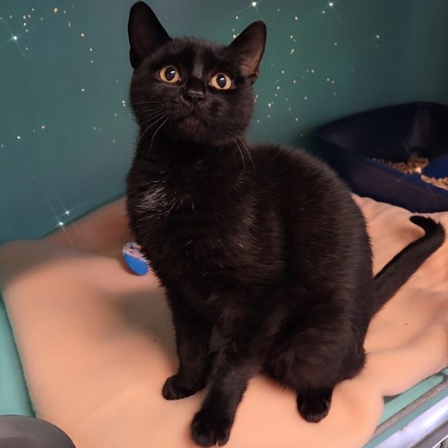 Feather - Chat Européen à adopter