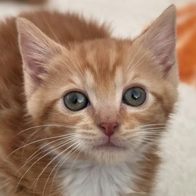 Anglaise - Chat à adopter