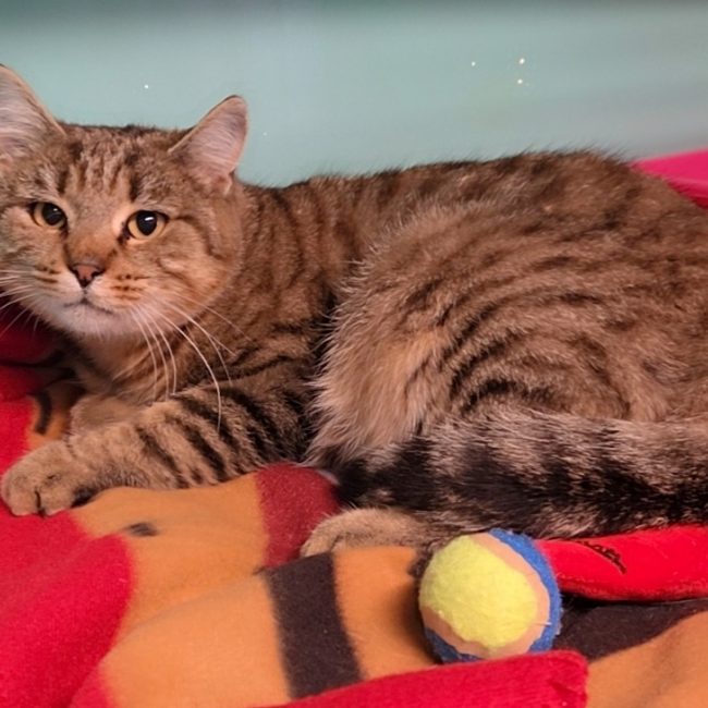 Plume - Chat Européen à adopter
