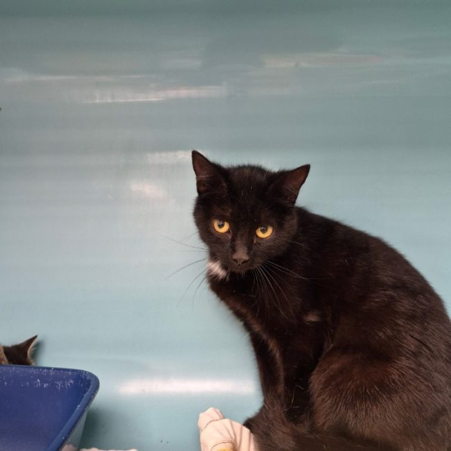 Wacka - Chat Européen à adopter