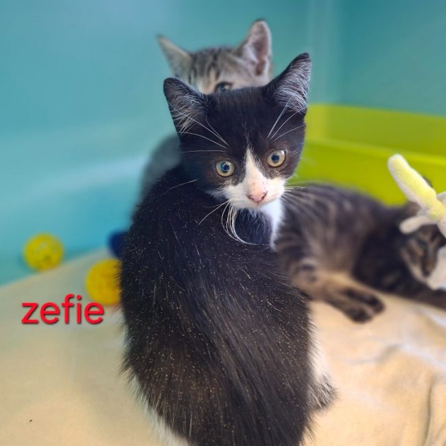 Zéfie