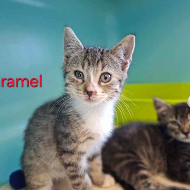 Caramel