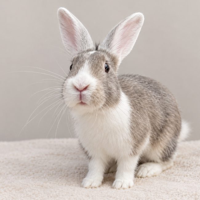 Flap - Rongeur Lapin à adopter