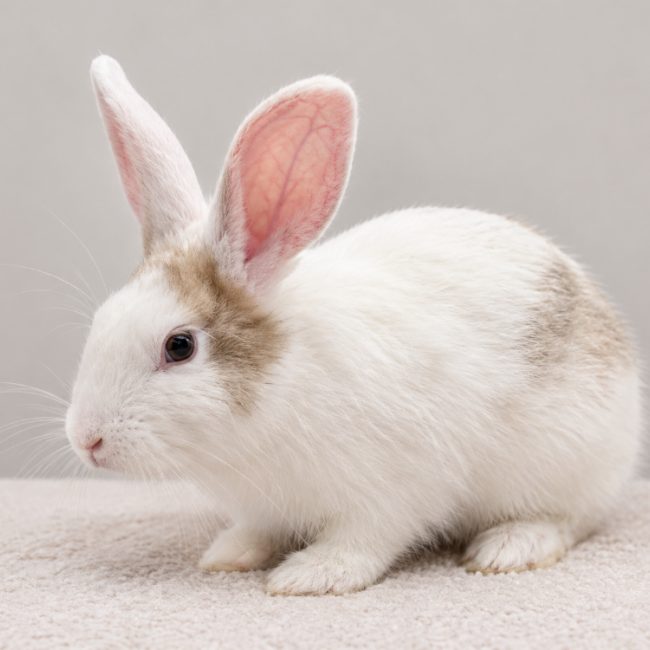 Flip - Rongeur Lapin à adopter