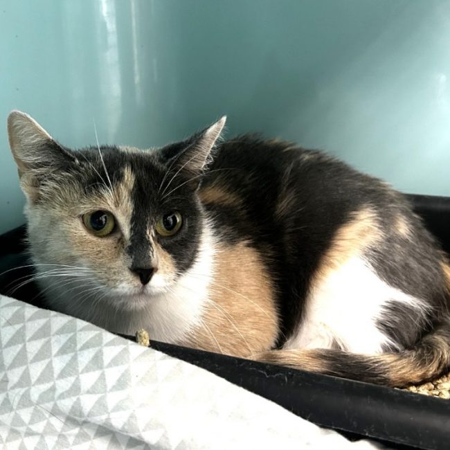 Praline - Chat Européen à adopter
