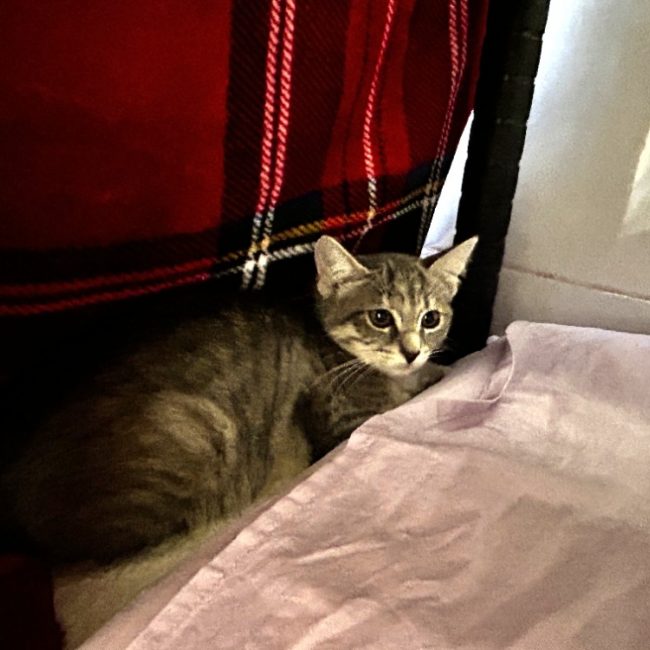 Dragé - Chat Européen à adopter