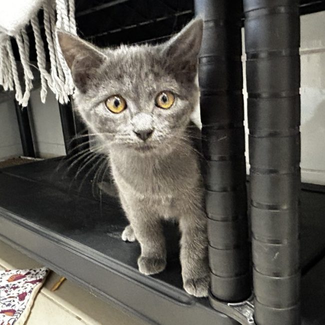 Truffe - Chat Européen à adopter