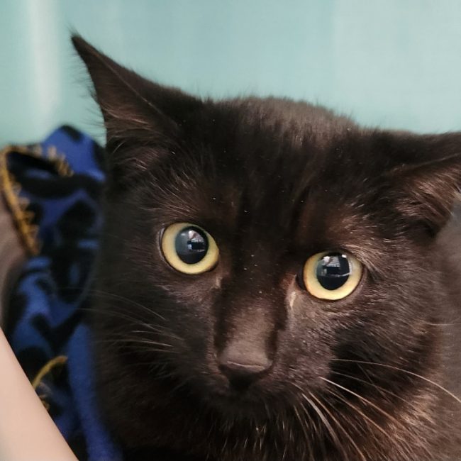 Bel automne - Chat Européen à adopter