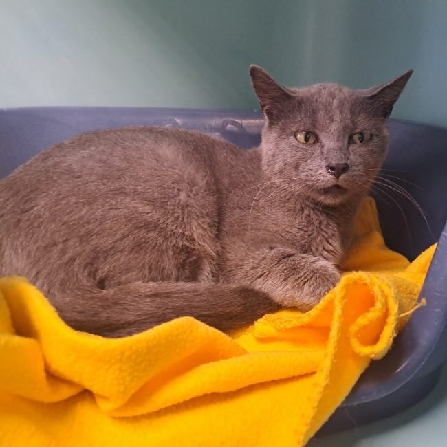 Fangorn - Chat Européen à adopter