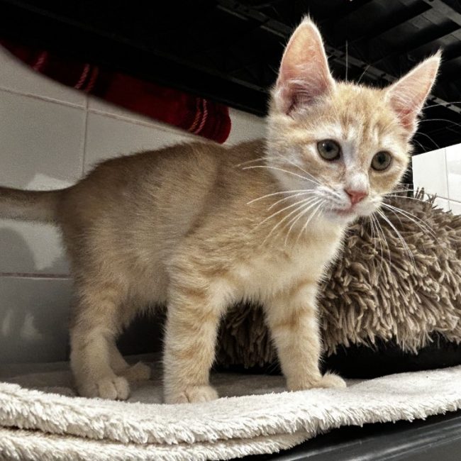Sésame - Chat Européen à adopter