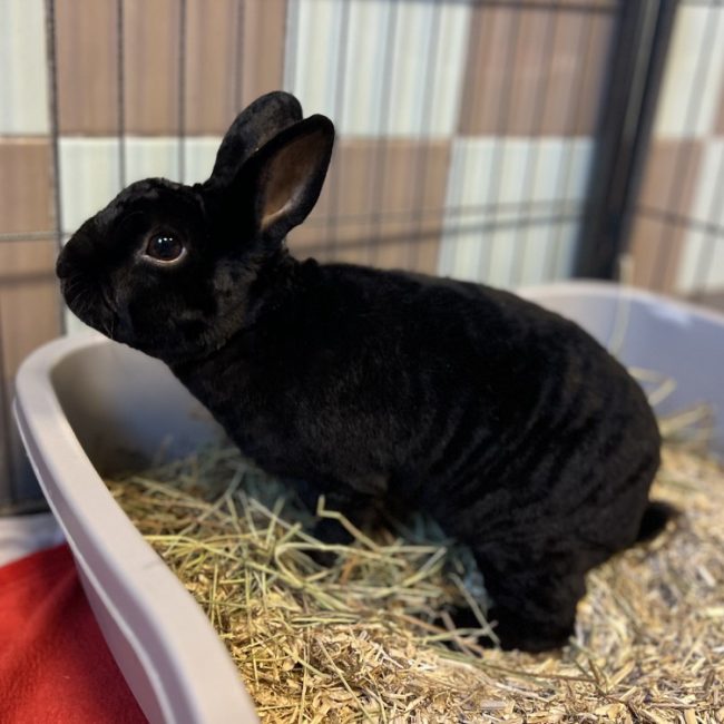 Rex - Rongeur Lapin à adopter