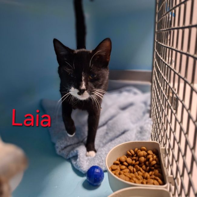 Laia - Chat Européen à adopter