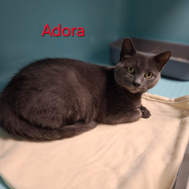 Adora - Chat Européen à adopter