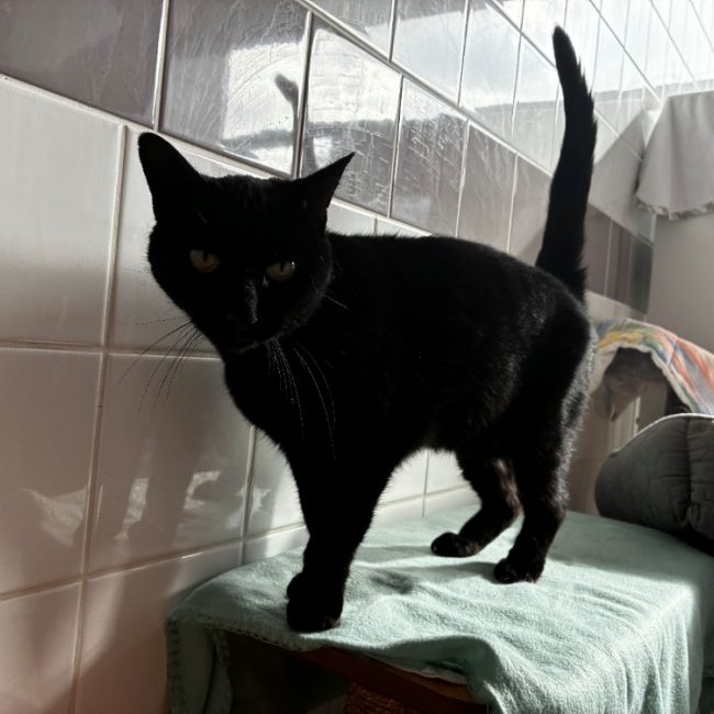 Bibiche - Chat Européen à adopter