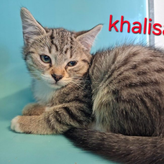 Khalisa - Chat Européen à adopter