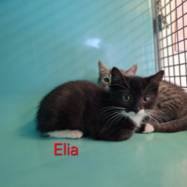 Elia - Chat Européen à adopter