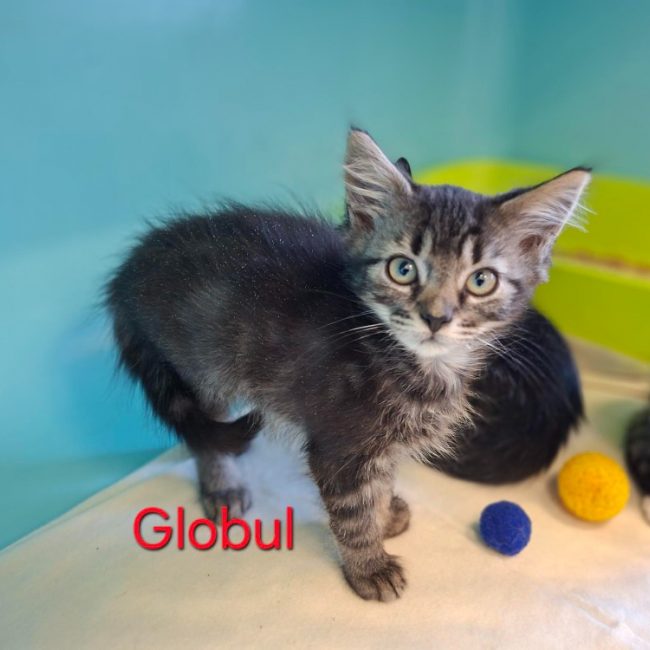 Globul - Chat Européen à adopter
